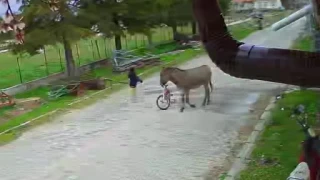 Saldırgan eşek 5 yaşındaki çocuğa kabusu yaşattı